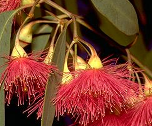 red blossom